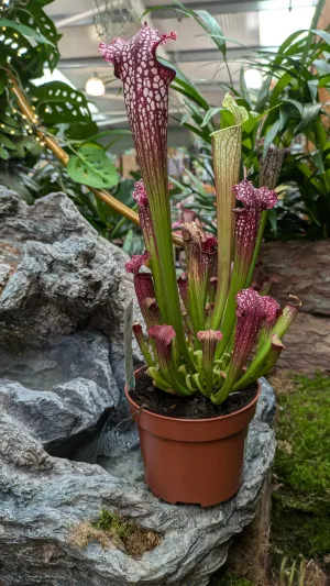 Sarracenia 'Leucophylla' 12cm Pot